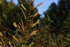 Chamaecrista fasciculata