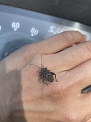 Acanthocoris sordidus