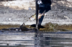 Gasterosteus aculeatus