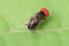 Lindneromyia