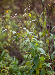 Senecio sarracenicus