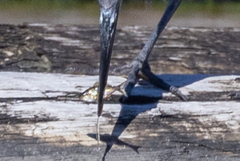 Gasterosteus aculeatus