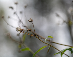 Senecio sarracenicus