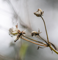 Senecio sarracenicus