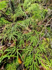 Lycopodium volubile