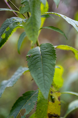 Senecio sarracenicus