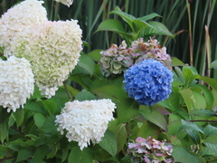 Hydrangea
