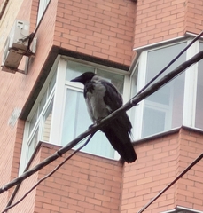 Corvus cornix