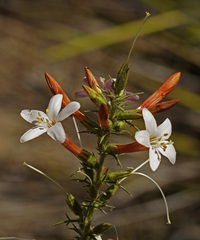 Acanthogilia gloriosa
