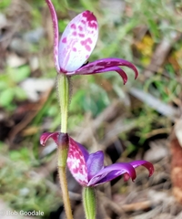 Elythranthera brunonis
