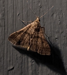 Bleptina caradrinalis