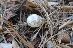 Amanita lavendula