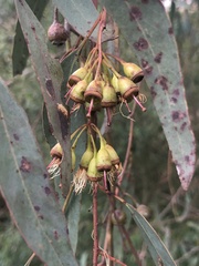 Eucalyptus leucoxylon