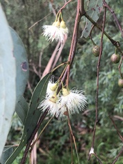 Eucalyptus leucoxylon
