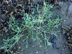 Spergularia marina