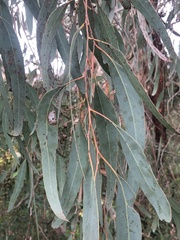 Eucalyptus leucoxylon