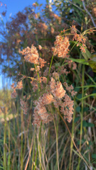 Scirpus cyperinus