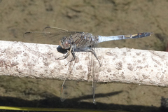 Orthetrum caledonicum