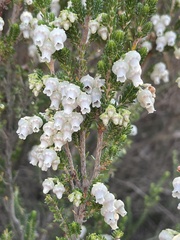 Erica glomiflora
