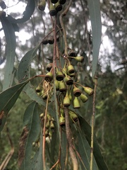 Eucalyptus leucoxylon