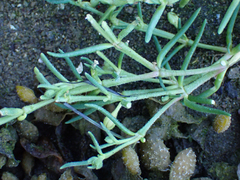 Spergularia marina