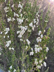 Erica glomiflora