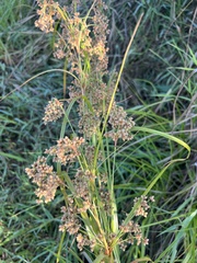 Scirpus cyperinus