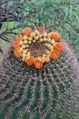 Ferocactus wislizeni