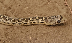Pituophis catenifer catenifer