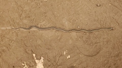 Pituophis catenifer catenifer