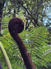 Cyathea medullaris