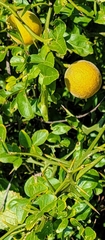Citrus trifoliata