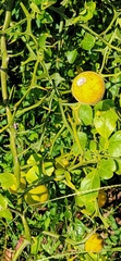 Citrus trifoliata