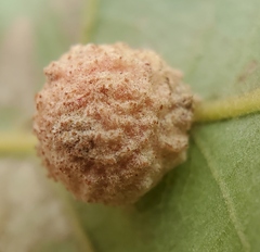 Cynips multipunctata