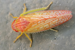 Gyponana gladia