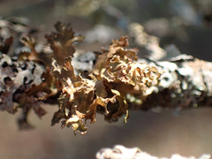 Tuckermanopsis chlorophylla