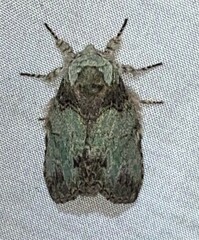 Macrurocampa marthesia