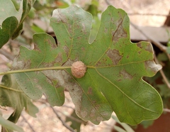 Cynips multipunctata