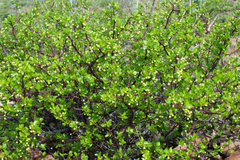 Bursera epinnata