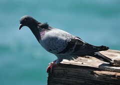 Columba livia domestica