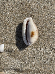 Naria erosa