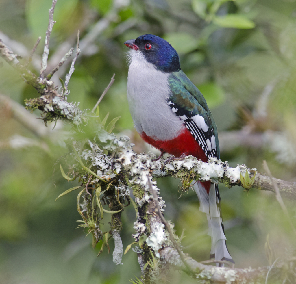 Cuban Trogon photo