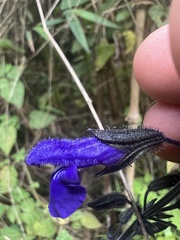 Salvia amethystina, photograph (c) Nicolás Baresch Uribe, some rights reserved (CC BY)