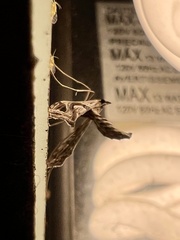 Lineodes integra