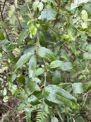 Clematis glycinoides