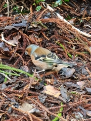 Fringilla coelebs gengleri