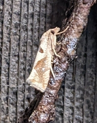 Pelochrista similiana