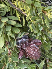 Protea venusta