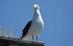 Larus occidentalis