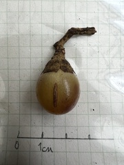 Aegiphila bogotensis